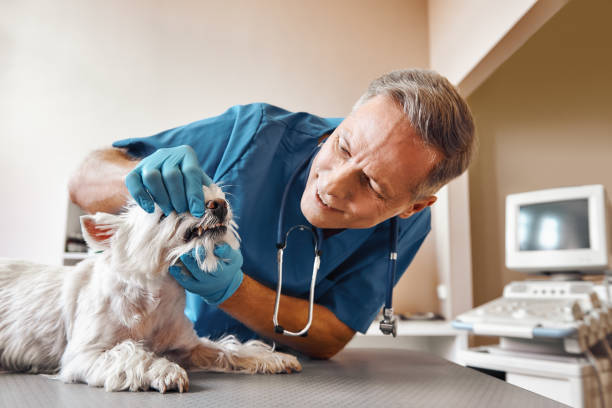 Best Emergency Dental Extractions in Bristol, IN